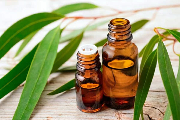 Eucalyptus Essential Oil