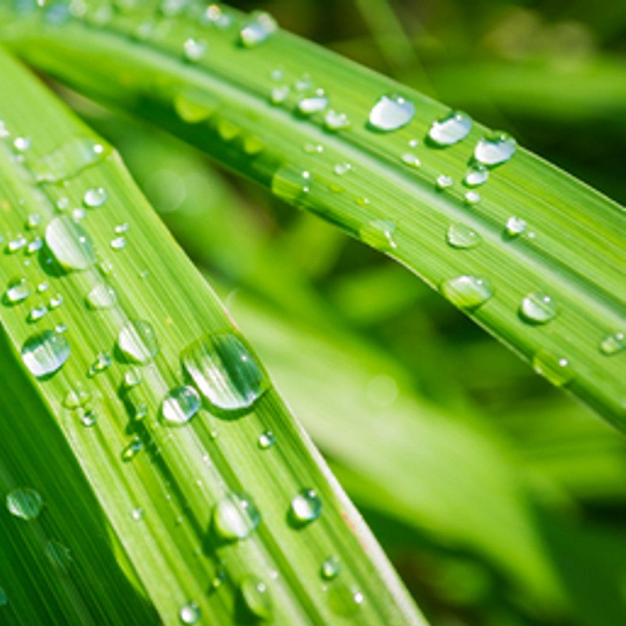 Lemongrass Fragrance Oil